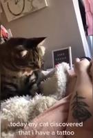 Son chat découvre qu’il ou elle a un tatouage 