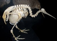 Squelette de kiwi