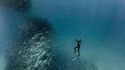 Danse avec les loups (de mer)