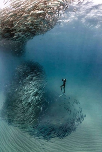 Danse avec les loups (de mer)