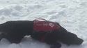 La dure vie de chien de sauvetage en montagne