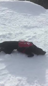 La dure vie de chien de sauvetage en montagne