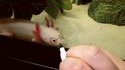 Axolotl
