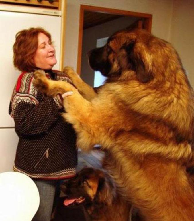 Un chien énorme à côté de son maître.