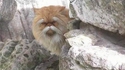 Si les chats devaient apprendre le kung-fu ...