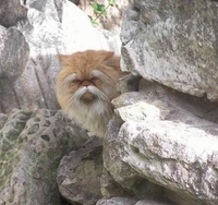 Si les chats devaient apprendre le kung-fu ...