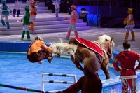 Saut d'obstacle