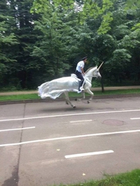 Une licorne