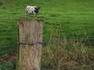 PPABM : un vache de poteau ou un poteau vache...