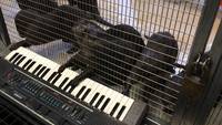 Des loutres jouent avec un piano