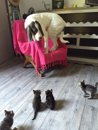 Kan tu es terrifié par une invasion de fdp