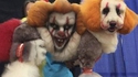 Caniche clown