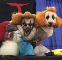 Caniche clown