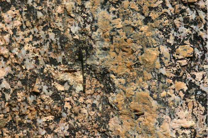 Une libellule sur du granite