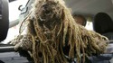 Chien rasta