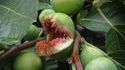 Fruit carnivore