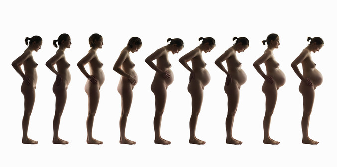 L'évolution d'une femme enceinte.