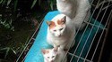 Chats russes