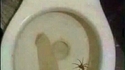 Y’a une saleté d’araignée dans mes toilettes