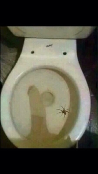 Y’a une saleté d’araignée dans mes toilettes