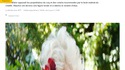 Le coq a finalement le droit de chanter