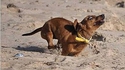Un chien qui court 2