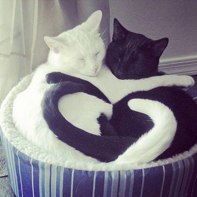Les chats, c'est rien que de l'amour.