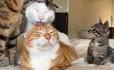 Sont-ce des gay chats ?