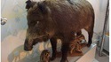 Quand la taxidermie tourne mal