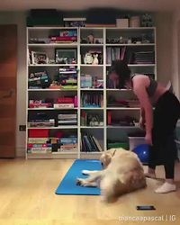 Avoir un chien pour coach