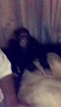 Le roi des animaux