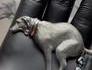 Bijou qui fait ch...