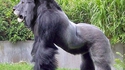 Un gorilion