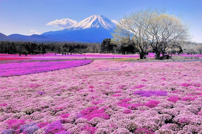 Au pied du volcan Fuji, dans la région des Cinq Lacs, le printemps voit fleurir les shibazakura, des cerisiers-pelouse. De grands parterres de petites fleurs colorées forment de magnifique tapis (shiba) sur plusieurs kilomètres. L'ensemble fleurit alors vers le mois d'avril et donne lieu au festival printanier Shibazakura Fuji où 800 000 spécimens de 5 variétés sont présentées chaque année, attirant environ 9 millions de visiteurs.