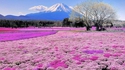 Un printemps au Mont Fuji (Japon)