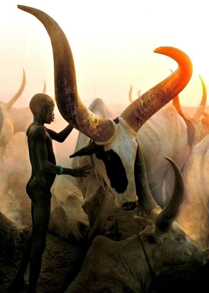 Carol Beckwith et Angela Fisher ont réalisé de nombreux clichés pour illustrer la culture africaine, en particulier les traditions de la tribu Dinka. Ici, lorsqu’un homme intègre le clan, un buffle qui porte son nom lui est offert.
http://photokunst.com/photographer_detail.php?s=0&np=3&artist_id=2&collection_id=43&display=25