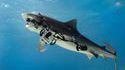 Un requin vole le matos d'un photographe