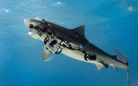Un requin vole le matos d'un photographe