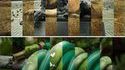 Confusions