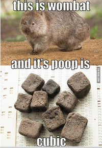 Le wombat fait des crottes cubiques...