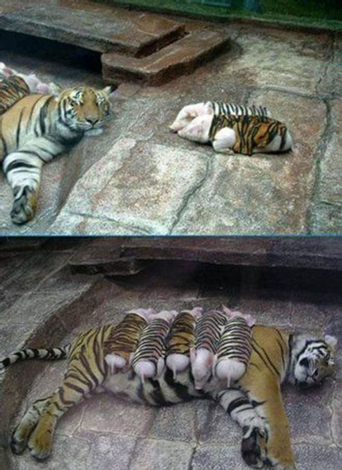 Des cochonnets camouflés chouchoutés par une maman tigre