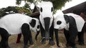Les pandas moins en danger que les éléphants
