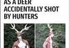 Un homme trans species abattu accidentellement par des chasseurs.