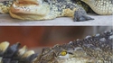 Une histoire d'alligators
