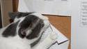Connard de chat