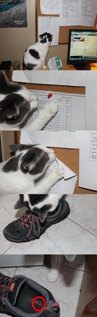Connard de chat
