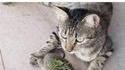 Lorsque ton chat regarde trop master chef