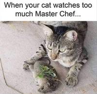 Lorsque ton chat regarde trop master chef