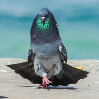 Le prince des pigeons