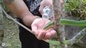 Un serpent ratier des mangrove s'abreuve auprès d'un randonneur pendant une sécheresse dans l'un des parcs nationaux de Thaïlande